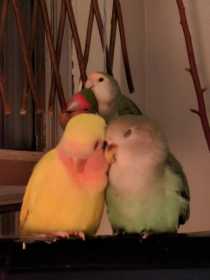 Lost Lovebird