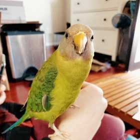 Lost Grey-Headed Parakeet