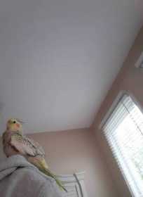 Lost Cockatiel