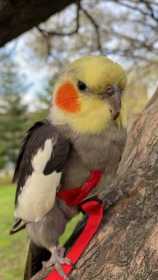 Lost Cockatiel