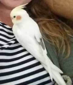 Lost Cockatiel