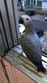 Lost African Grey