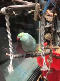 Lost Indian Ringneck Parakeet