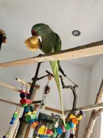 Lost Alexandrine