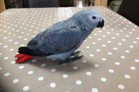 Lost African Grey