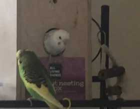 Lost Parakeet