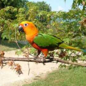 Lost Conure