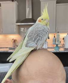 Lost Cockatiel