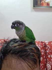 Lost Conure