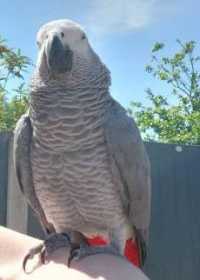 Lost African Grey