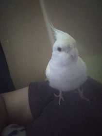 Lost Cockatiel