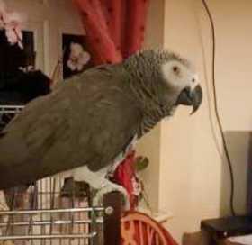 Lost African Grey