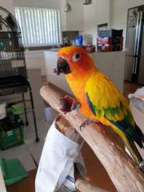 Lost Conure