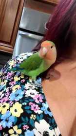 Lost Lovebird