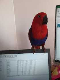 Lost Eclectus