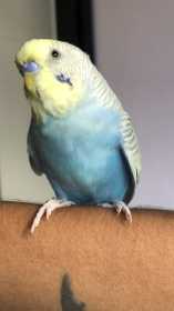 Lost Budgerigar