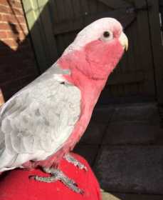Lost Galah Cockatoo