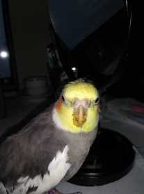 Lost Cockatiel