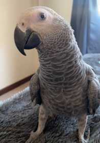 Lost African Grey