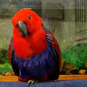 Lost Eclectus