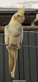 Lost Cockatiel