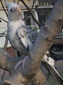 Lost Cockatiel