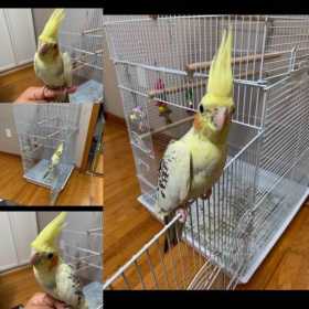 Lost Cockatiel