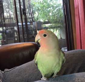 Lost Lovebird