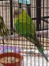Lost Plum-Headed Parakeet