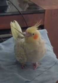 Lost Cockatiel