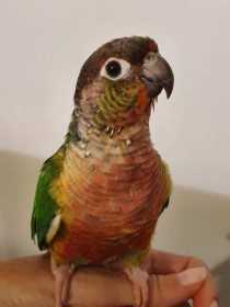 Lost Conure