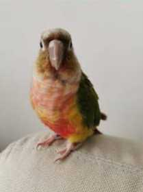 Lost Conure
