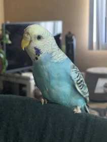 Lost Budgerigar