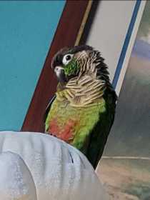 Lost Conure