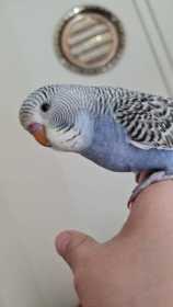 Lost Budgerigar