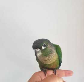 Lost Conure