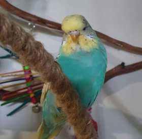 Lost Budgerigar