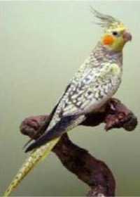 Lost Cockatiel