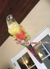 Lost Conure