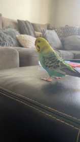 Lost Budgerigar