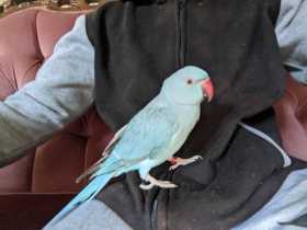 Lost Lacewing Ringneck Parakeet