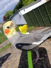 Lost Cockatiel