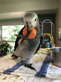 Lost African Grey