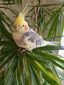 Lost Cockatiel