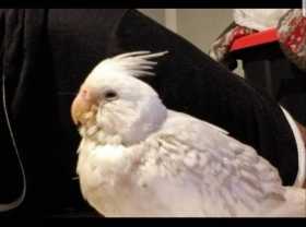 Lost Cockatiel