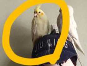 Lost Cockatiel