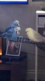 Lost Budgerigar