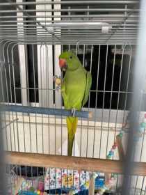 Lost Indian Ringneck Parakeet