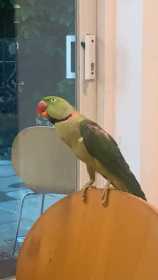 Lost Alexandrine
