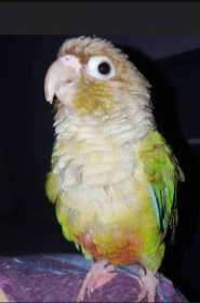 Lost Conure